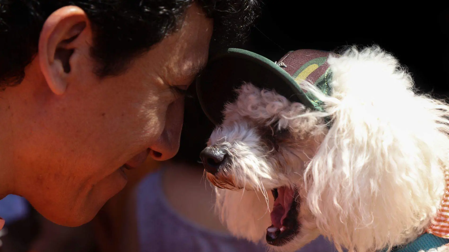 perrito mascota CUARTOSCURO